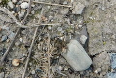 Sphragisticus nebulosus