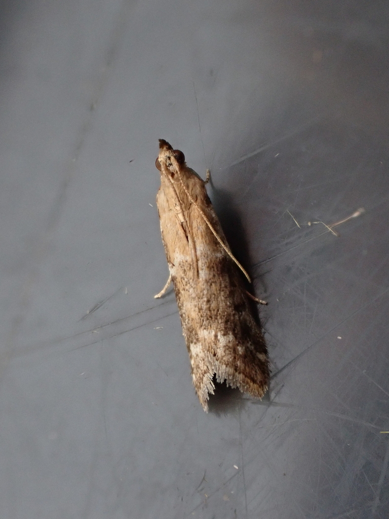 Brower's Vitula Moth
