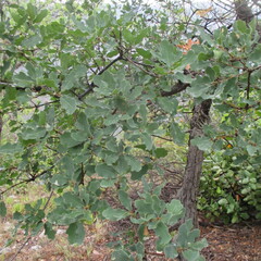 Quercus laceyi