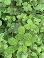 Rubus fruticosus
