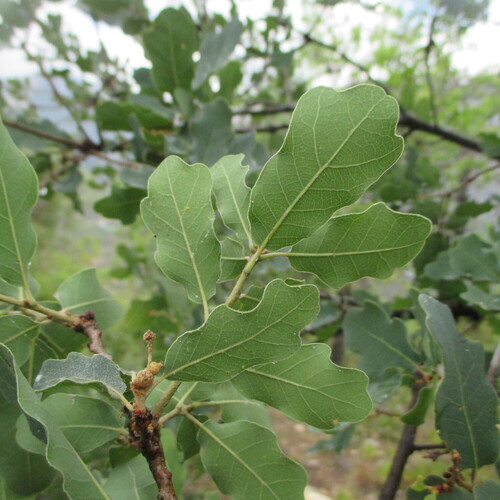 Quercus laceyi, photograph 1