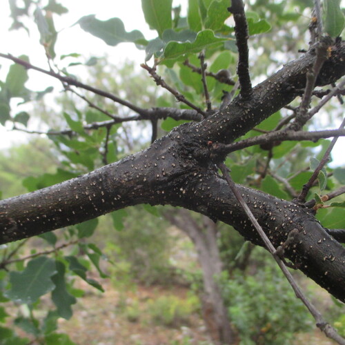 Quercus laceyi, photograph 2