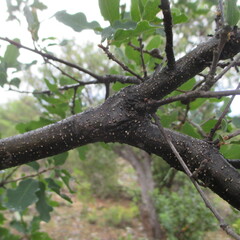 (c) Ricardo Jaimes-López, some rights reserved (CC BY) Quercus laceyi, photograph (c) Ricardo Jaimes-López, some rights reserved (CC BY)