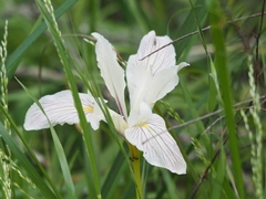 Iris fernaldii
