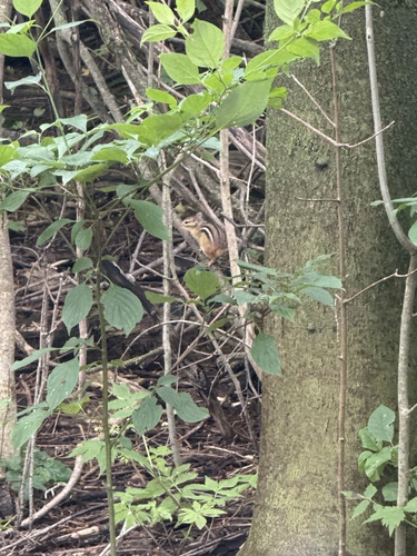 Eastern Chipmunk observed by bio-lover