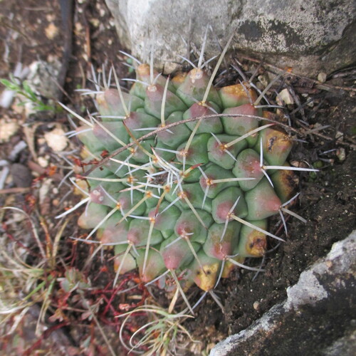 Mammillaria winterae