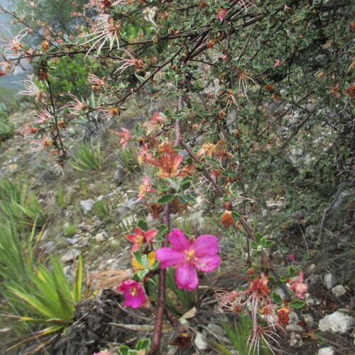 Purshia plicata, photograph 5