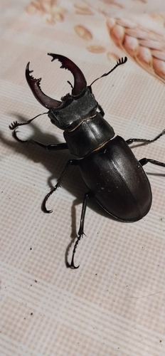 European Stag Beetle