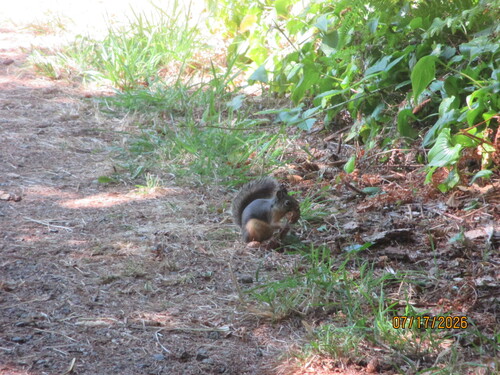 Douglas's Squirrel observed by fetedufromage