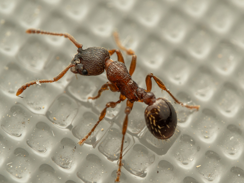 Myrmica curvithoraxMyrmica curvithorax