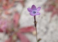 Gilia tenuiflora