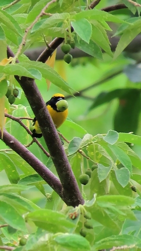 Yellow-crowned Euphonia (Euphonia luteicapilla), photo 9