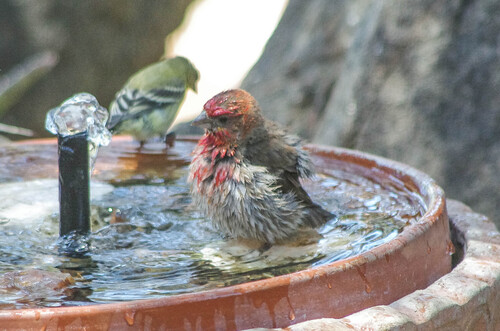 House Finch observed by pfelber