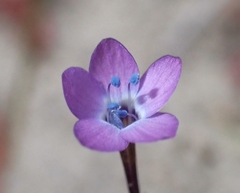 Gilia tenuiflora