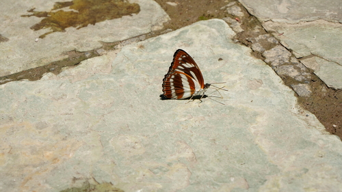 Bhutan Sergeant