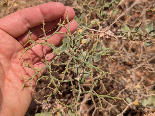 crispleaf buckwheat