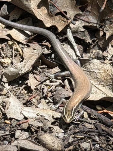 Four-lined Skink