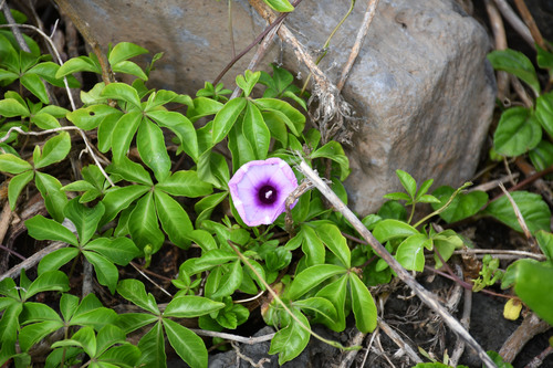Ipomoea indica observed 2025-08-04