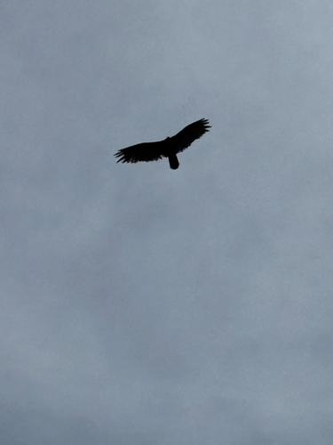 Turkey Vulture observed by zara66046