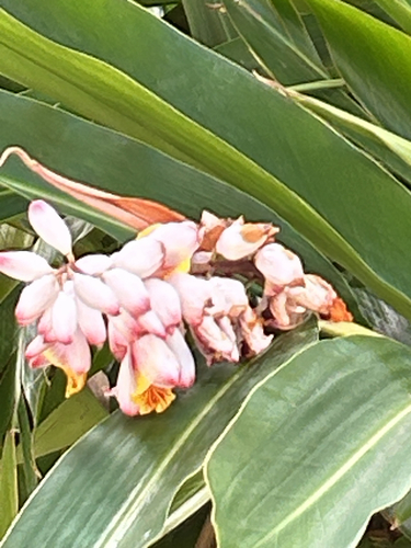 Alpinia zerumbet observed 2026-07-18