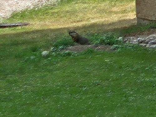 Groundhog observed by the_great_jack_a_lope
