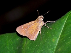 Caltoris cahira austeni