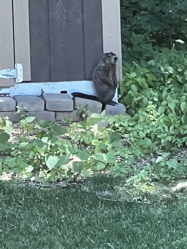 Groundhog observed by kcarrol2