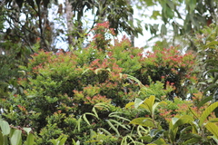 Vaccinium meridionale