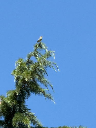 American Goldfinch observed by field90