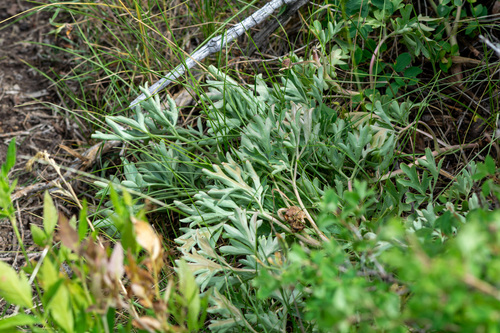 Paeonia brownii, photograph 6