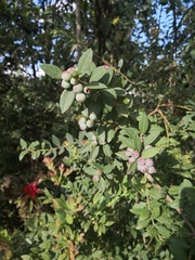 Vaccinium meridionale