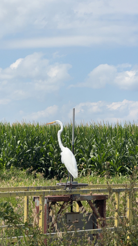 Great Egret observed by jullianwatts