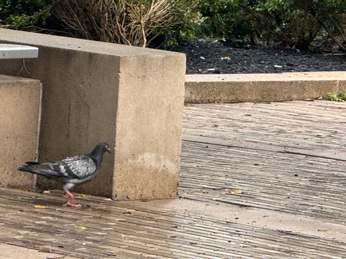 Feral Pigeon observed by nutegunray