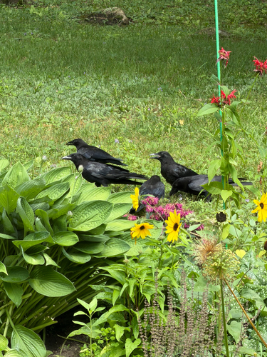 American Crow observed by rngrrngr
