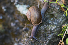 Helminthoglypta tudiculata grippii