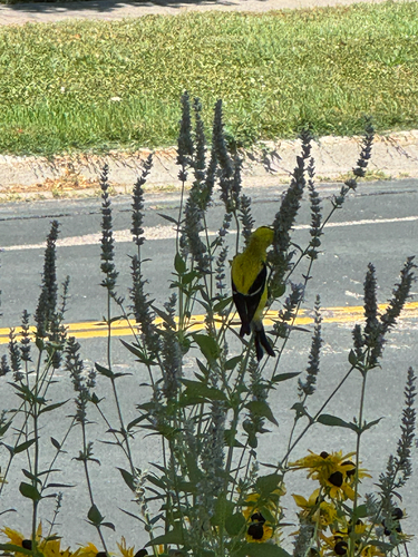 American Goldfinch observed by jaydoodah