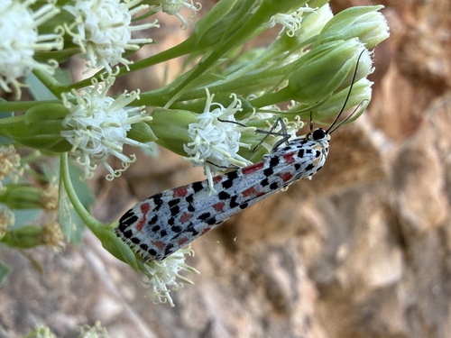 Crimson-speckled Flunkey