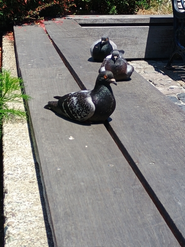 Feral Pigeon observed by penaltyfox