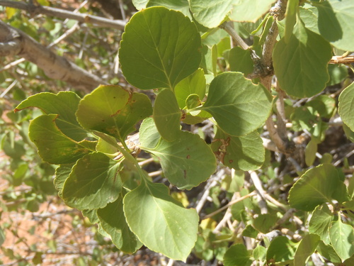 single-leaf ash