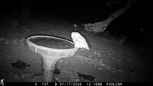 Western Screech-Owl observed by bethpratt1