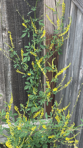 Yellow Sweetclover