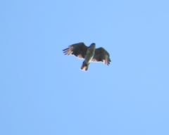 Buteo solitarius