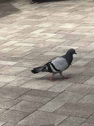 Feral Pigeon observed by zulianim