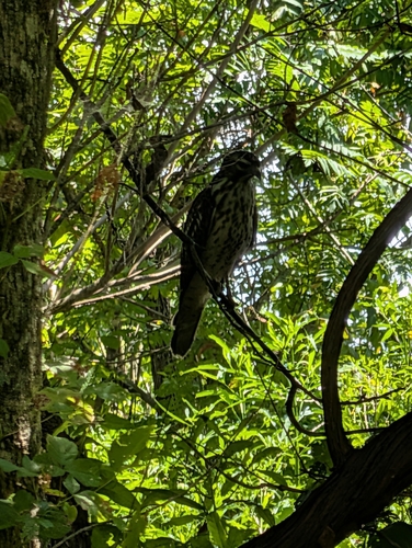 Red-shouldered Hawk observed by brandirecognition