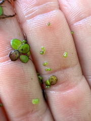Wolffia arrhiza, photograph (c) Dawid Juszczak, some rights reserved (CC BY)