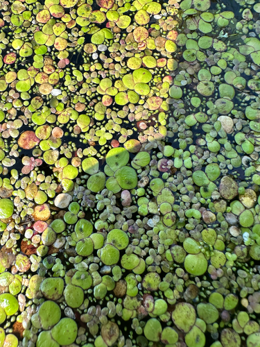 Wolffia arrhiza, photograph 4
