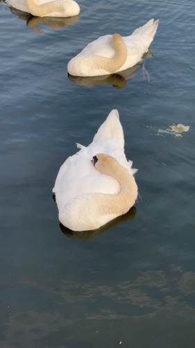 Mute Swan observed by carnivorousplantie