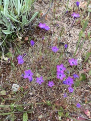 Gilia tenuiflora