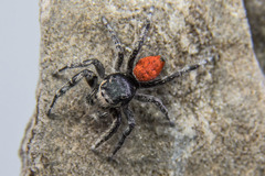 Phidippus phoenix