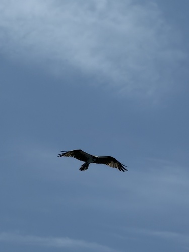 Osprey observed by thequeenamazon